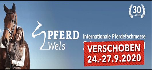Pferd Wels Pferd Wels