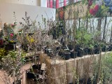 Gartenpflanzen