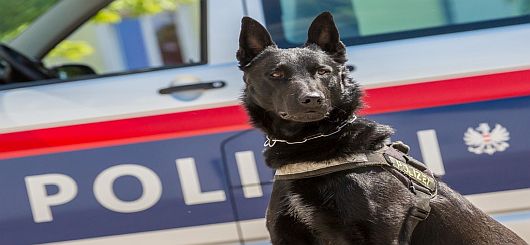 Brandmittelspürhund
