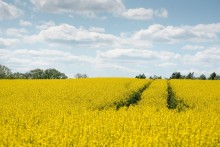 Die Bioenergie hilft auf dem Weg zur treibhausgasneutralen Volkswirtschaft