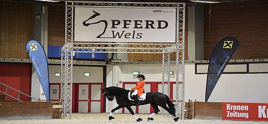 Pferd Wels