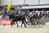 Dressur-Fahren