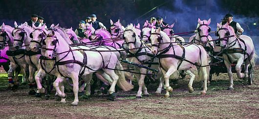 Gala Pferd Bodensee
